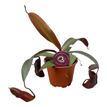 Nepenthes 'Rebecca Soper'
