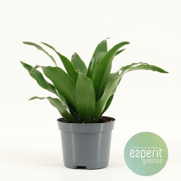 Dracaena fragrans 'Compacta'