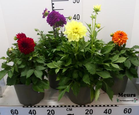 Dahlia DALINA MIX
