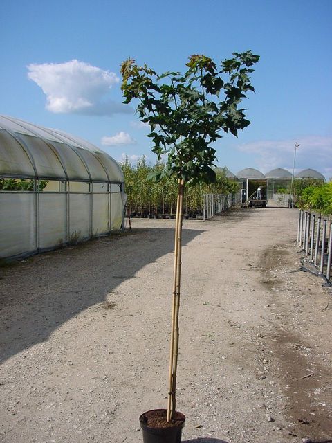 Acer platanoides 'Golden Globe'