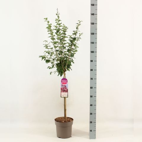 Syringa TINKERBELLE