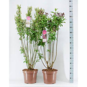 Syringa VILLOSAE MIX