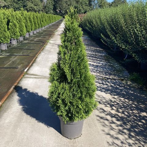 Thuja occidentalis 'Smaragd'