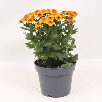 Chrysanthemum JELLYFISH YELLOW