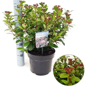 Viburnum tinus SPIRIT