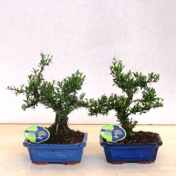 Buxus harlandii