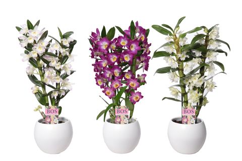 Dendrobium nobile CLASSIC MIX