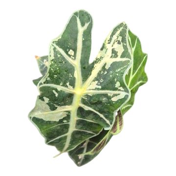 Alocasia 'Polly Variegata'