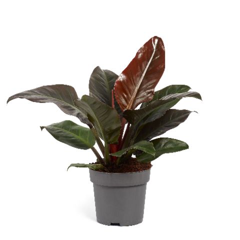 Philodendron 'Imperial Red'