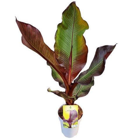 Ensete ventricosum 'Maurelii'