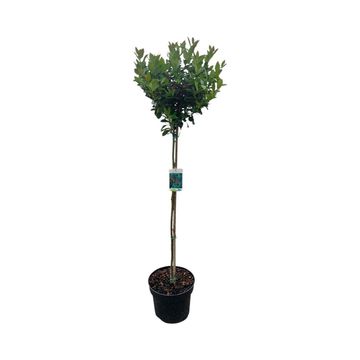 Ilex x meserveae 'Blue Maid'