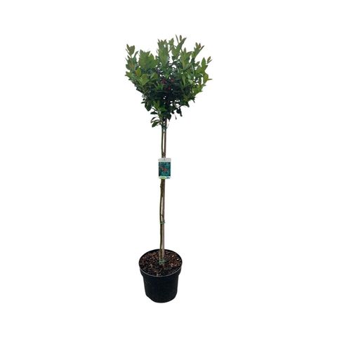 Ilex x meserveae 'Blue Maid'