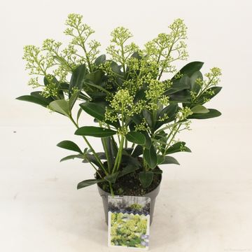 Skimmia japonica 'Finchy'