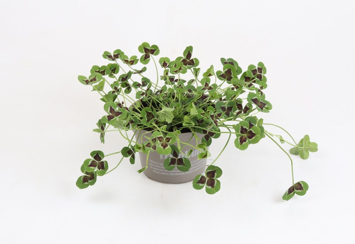 Trifolium repens josephine plant wholesale floraccess