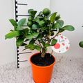Citrus limon 'Limetta Rossa'