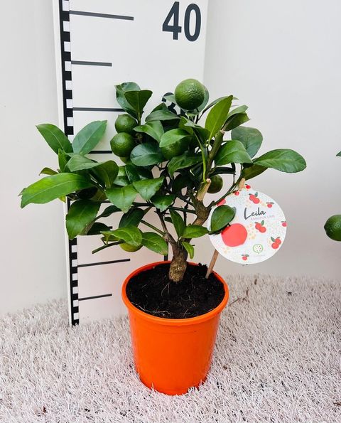 Citrus limon 'Limetta Rossa'