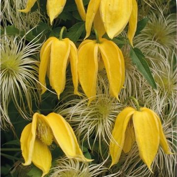 Clematis 'Aureolin' (Ta)