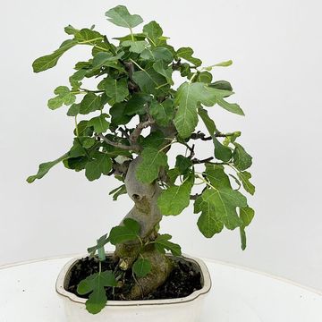 Ficus carica