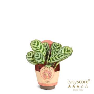 Calathea burle-marxii