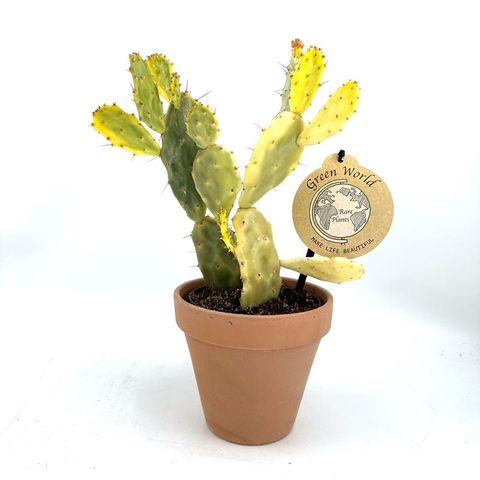 Opuntia jamaicensis 'Crazy White'