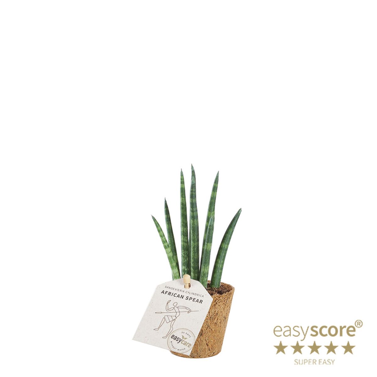 Sansevieria cylindrica 'Rocket'  Plant Wholesale FlorAccess