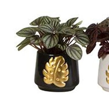 Peperomia caperata MIX