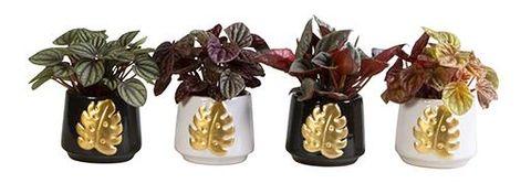 Peperomia caperata MIX