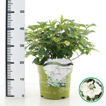 Hydrangea RUNAWAY BRIDE