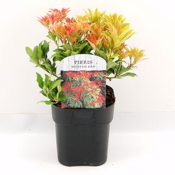 Pieris japonica 'Mountain Fire'