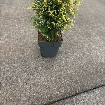 Thuja occidentalis 'Piccadilly'