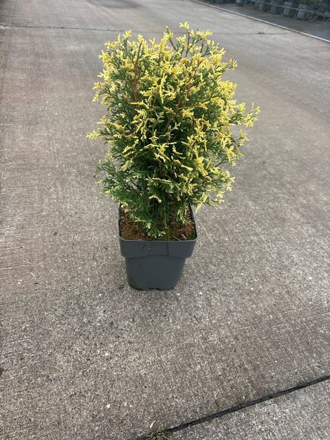 Thuja occidentalis 'Piccadilly'