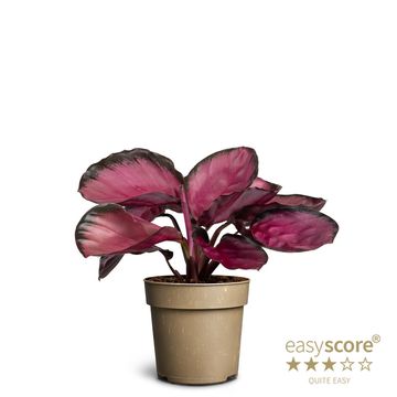 Calathea roseopicta 'Rosy'