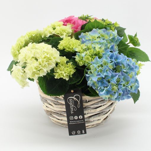 Arrangemang Hydrangea