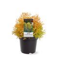 Thuja occidentalis 'Rheingold'