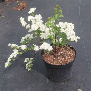 Spiraea nipponica 'June Bride'