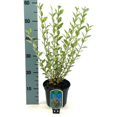 Ligustrum ovalifolium 'Argenteum'