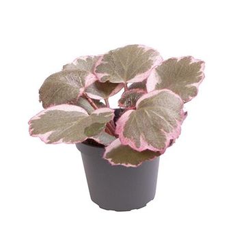 Saxifraga stolonifera 'Tricolor'