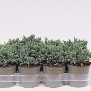 Джуниперус squamata 'Блю Стар'