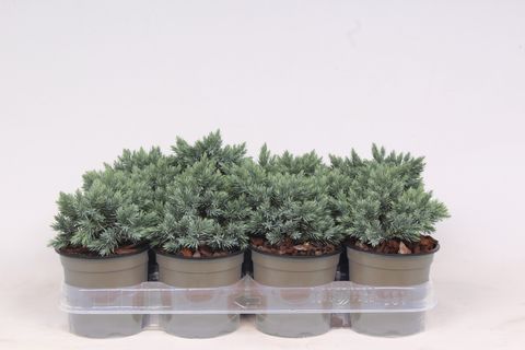 Juniperus squamata 'Blue Star'