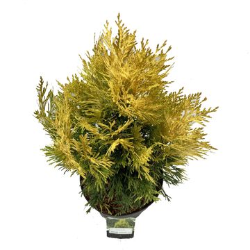 Thuja plicata '4ever'