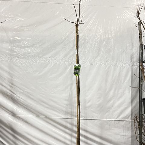 Catalpa bignonioides 'Aurea'