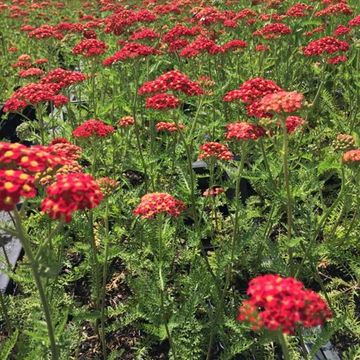 Achillea millefolium 'Paprika'