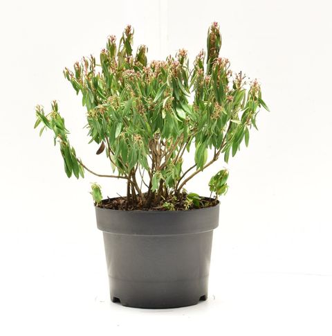 Kalmia angustifolia 'Rubra'