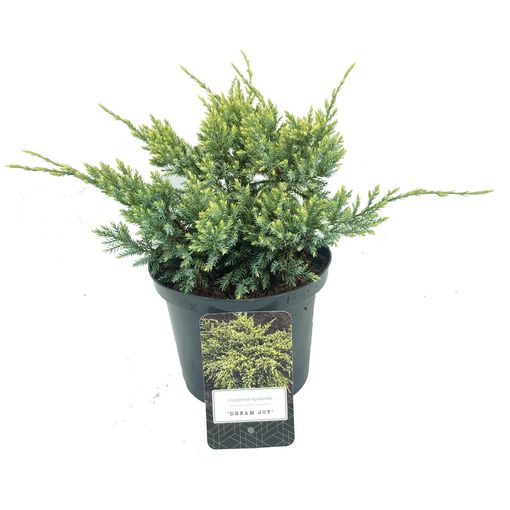 Juniperus squamata 'Dream Joy'