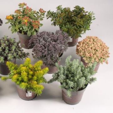 Sedum MIX