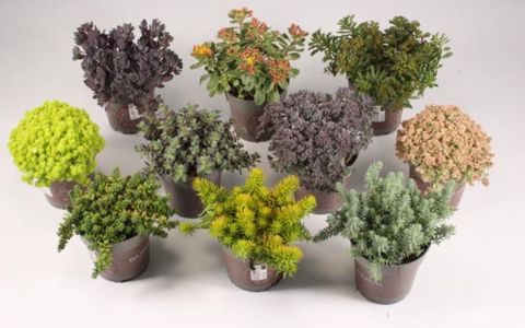 Sedum MIX
