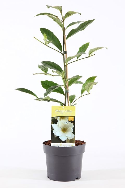 Magnolia FAIRY MAGNOLIA CREAM