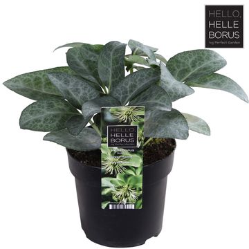 Helleborus lividus 'Green Marble'