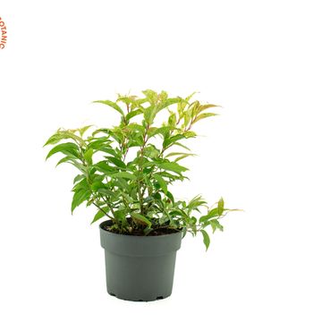 Leucothoe fontanesiana 'Rainbow'