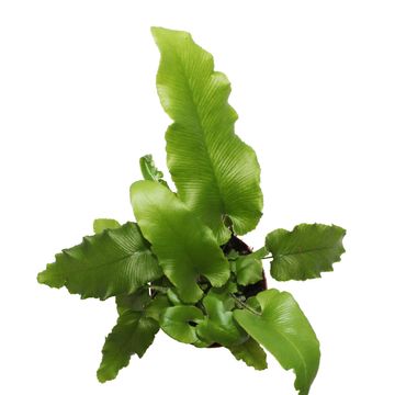 Asplenium scolopendrium
